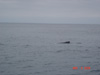 We see several whales